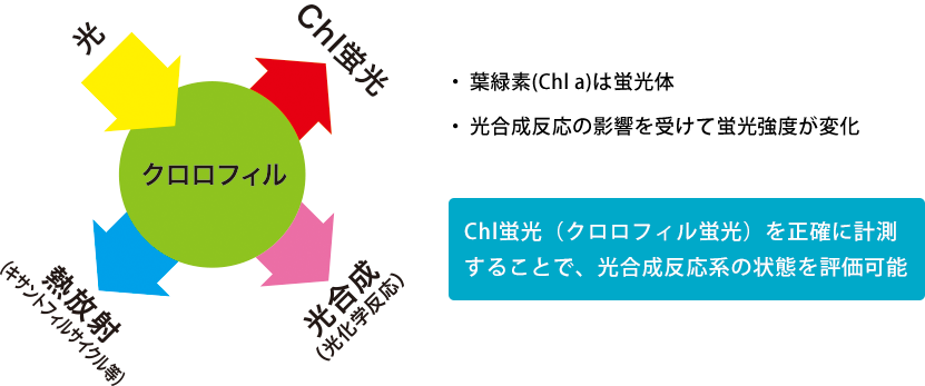 クロロフィル蛍光計測による植物診断の仕組み