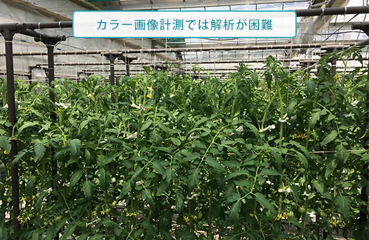 カラー画像計測では解析が困難