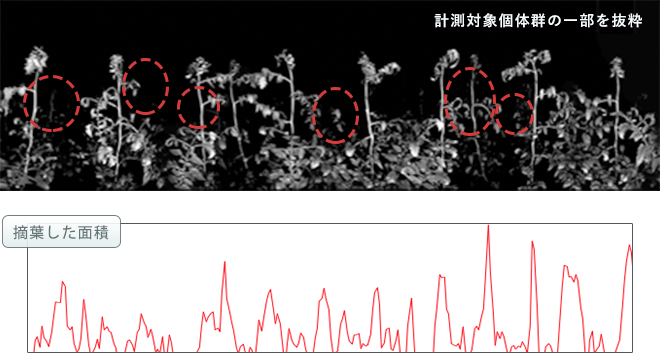摘葉(葉かき)作業の評価 イメージ図