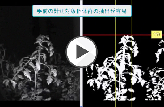 手前の計測対象個体群の抽出が容易
