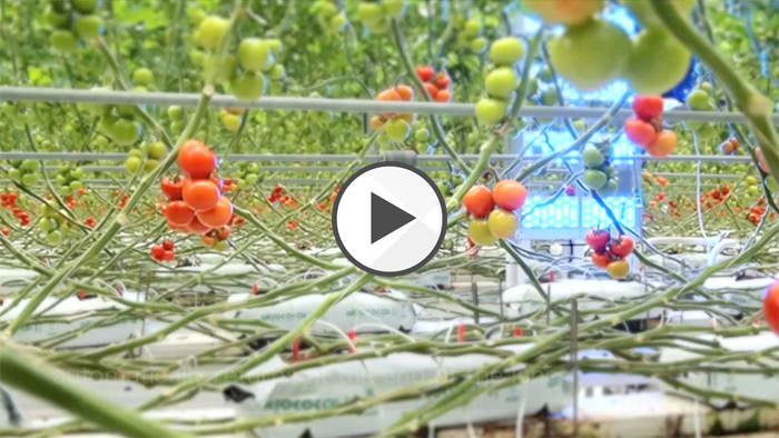 クロロフィル蛍光画像計測ロボット