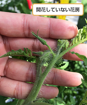 開花していない花房