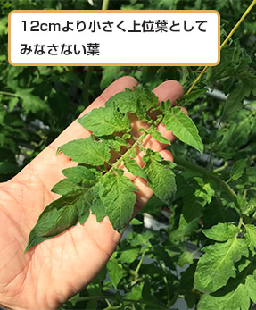 12cmより小さく上位葉としてみなさない葉