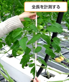 全長を計測する