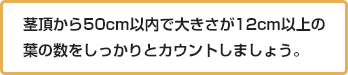 葉数計測のポイント