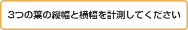 葉面積指標計測のポイント