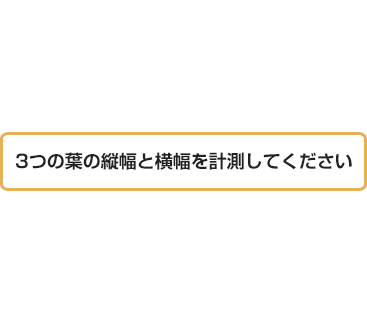 葉面積指標計測のポイント